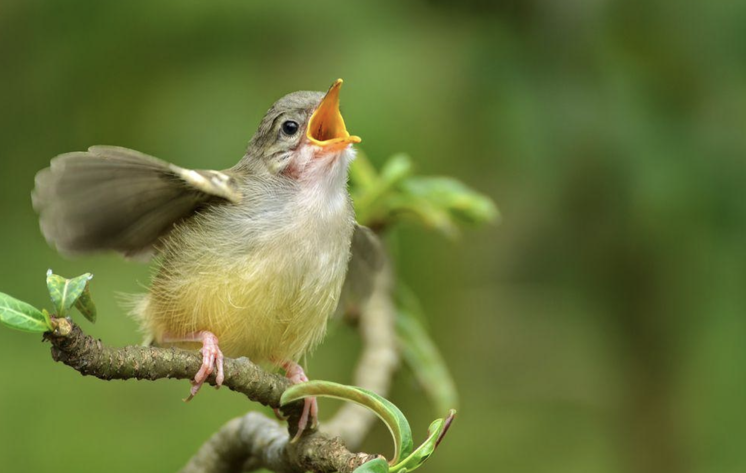 Bird Call Spectrogram